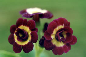 Primula auricula hybrids (8)